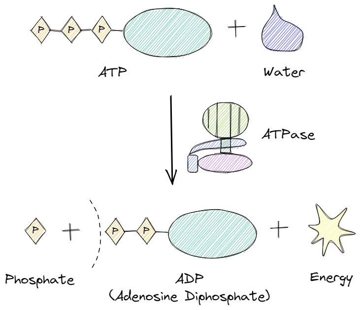 ATP hydrolysis