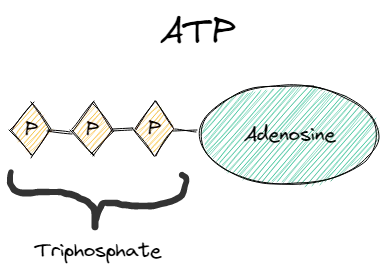 ATP molecule