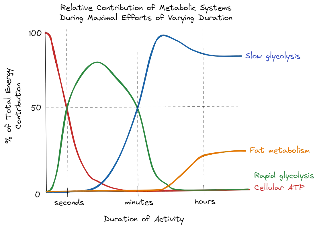 Metabolism contribution by duration