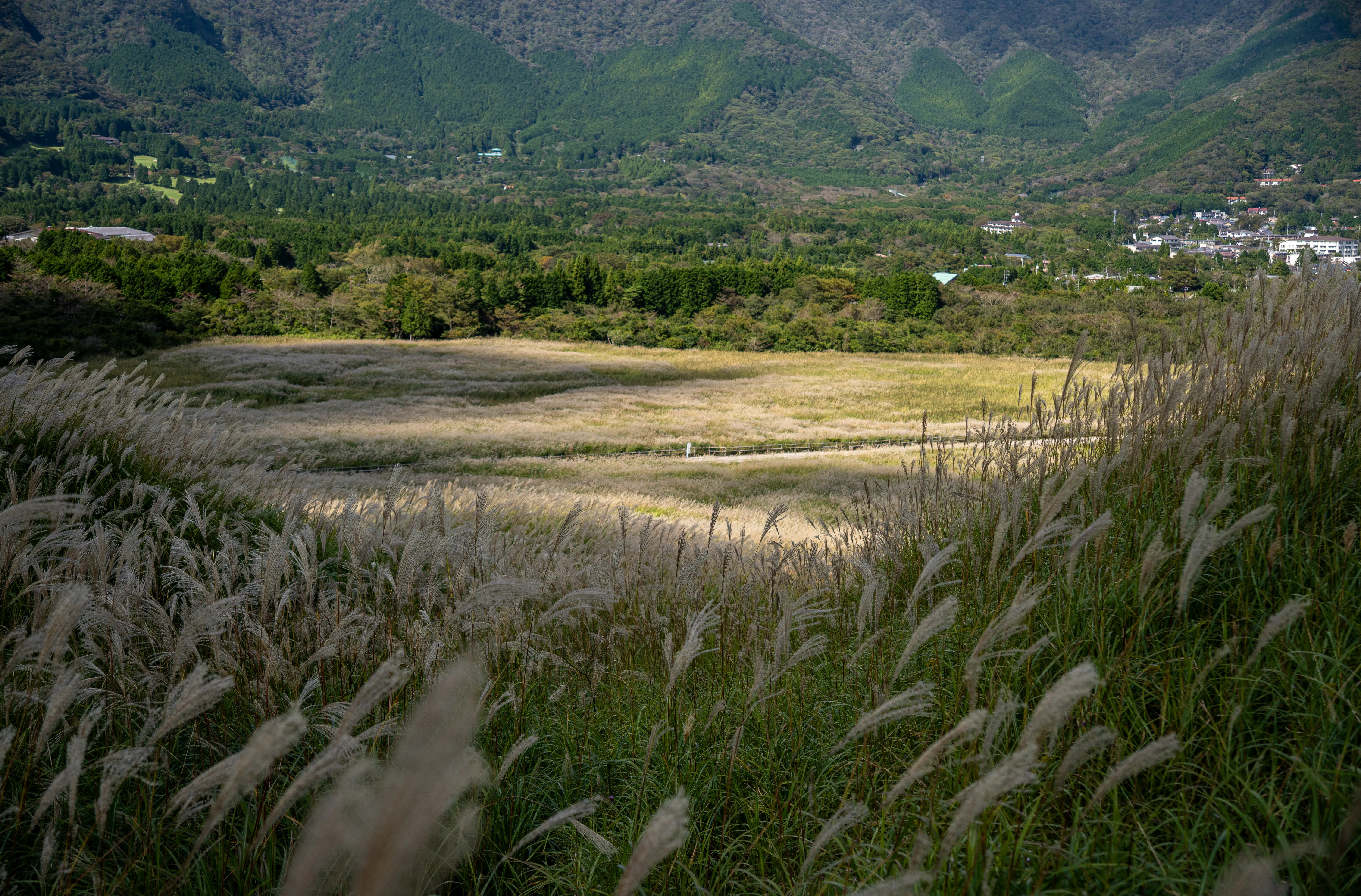 Pampas grass swaying in the wind with mountains in the background